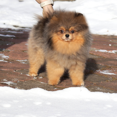 Продается Купить мраморгого шпица