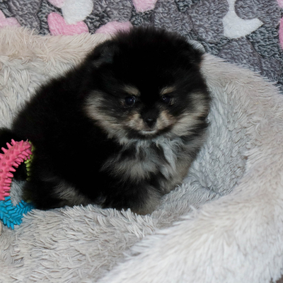 Продается Щенок Шпица