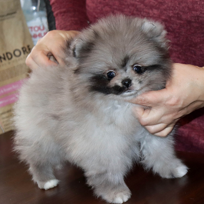 Продается Мраморный шпиц в Москве