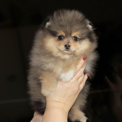 Продается Мраморный шпиц