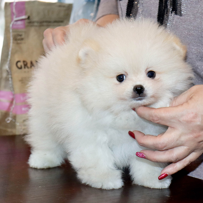 Продается Померанский шпиц