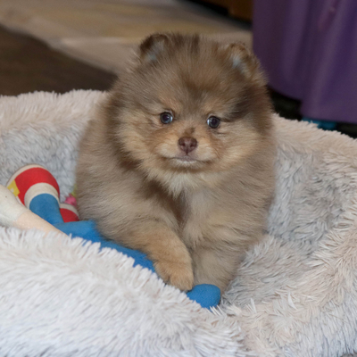 Продается Шоколадный шпиц