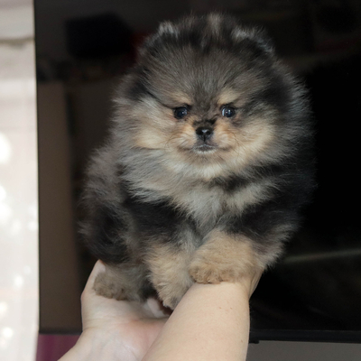 Продается Мраморный шпиц