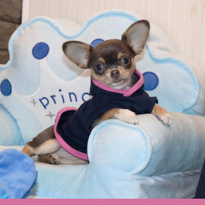 Продается Голубая чихуахуа