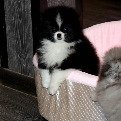 Продается Купить Шпица в Москве