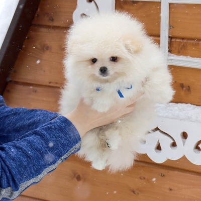 Продается Померанский шпиц