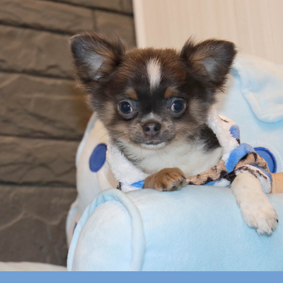 Продается Голубой чихуахуа