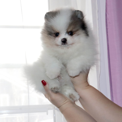 Продается Щенок Шпица