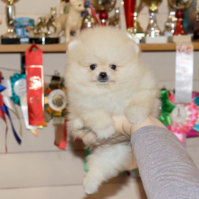 Продается МИНИ шпиц