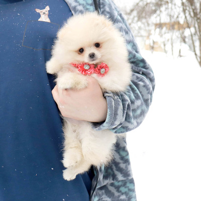 Продается Померанский шпиц