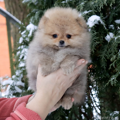 Валентра стар