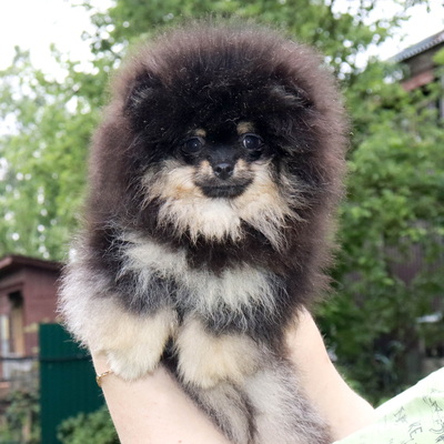 Валентра стар