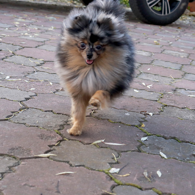 Валентра стар