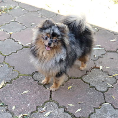 Валентра стар