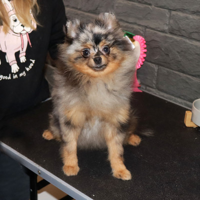 Валентра стар