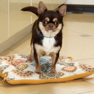 Продается Чихуа в Москве