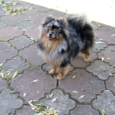 Валентра стар