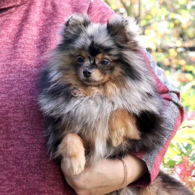 Валентра стар