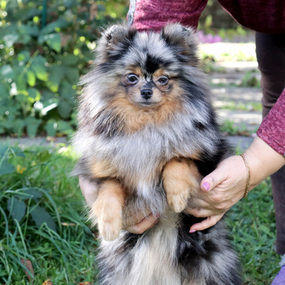 Продается Мраморный шпиц