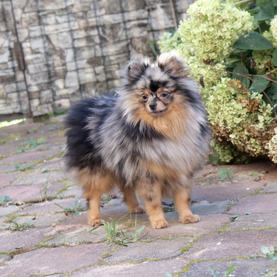 Валентра стар