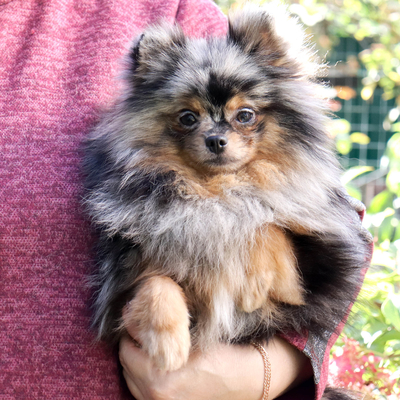 Валентра стар