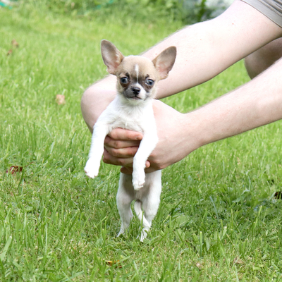 Валентра стар