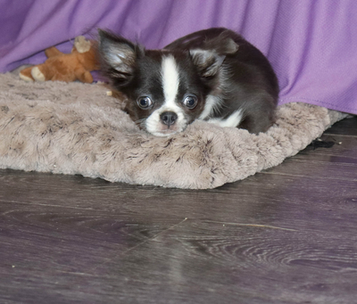 Валентра стар