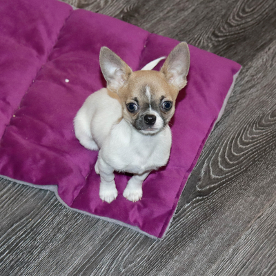 Продается Купить Чихуа в Москве