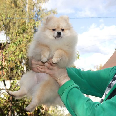 Валентра стар