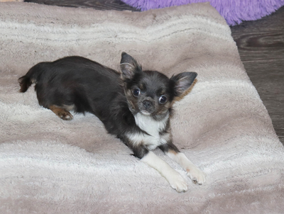 Валентра стар