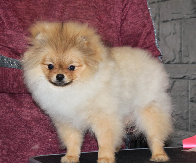 Валентра стар