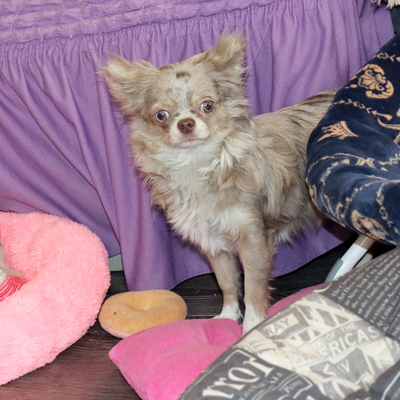 Продается Мраморная чихуахуа