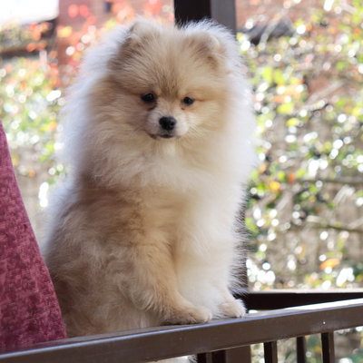 Продается Щенок Шпица