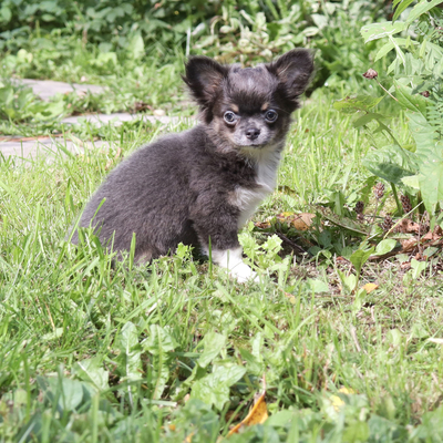 Валентра стар