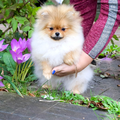 Валентра стар