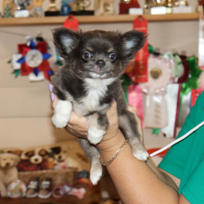 Валентра стар