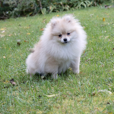 Валентра стар