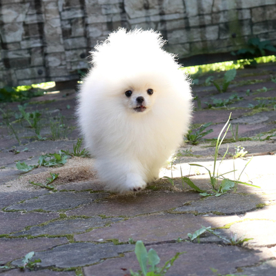 Валентра стар