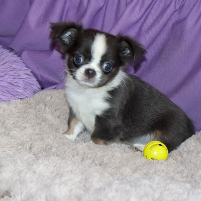 Валентра стар