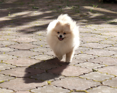 Валентра стар