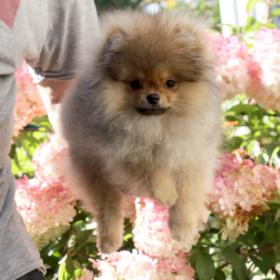 мини шпиц купить,медвежонок шпиц,пом шпиц, померанский шпиц,видео шпи мини шпиц купить,медвежонок шпиц,пом шпиц, померанский шпиц,видео шпи