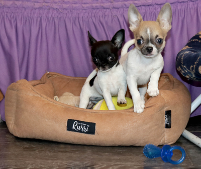 Валентра стар