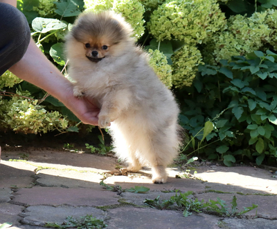 мини шпиц купить,медвежонок шпиц,пом шпиц, померанский шпиц,видео шпи мини шпиц купить,медвежонок шпиц,пом шпиц, померанский шпиц,видео шпи