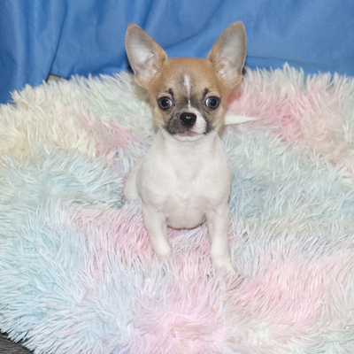 Валентра стар