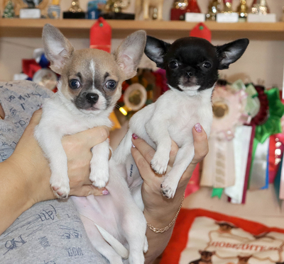 Валентра стар