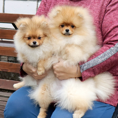 Валентра стар