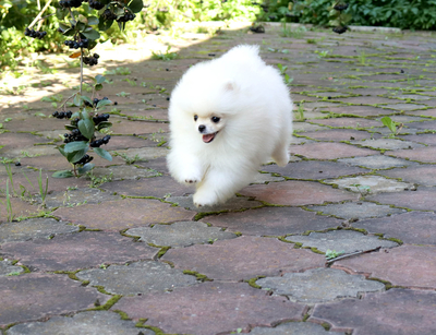 Валентра стар