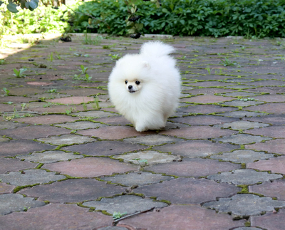 Валентра стар