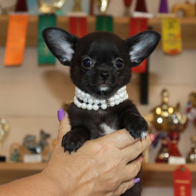 Валентра стар