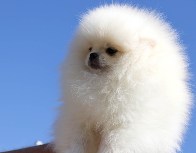 Валентра стар